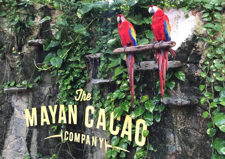 The Mayan Cacao Company